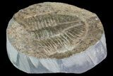 Partial Ogyginus Trilobite - Classic British Trilobite #75919-1
